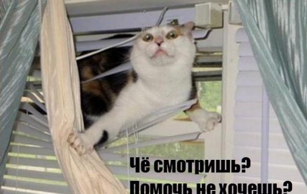 Любопытные коты, кот и жалюзи, кот застрял