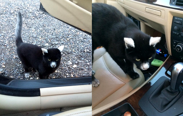 животные с витилиго, витилиго у животных