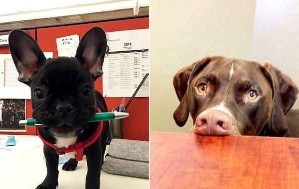 собаки на работе, собаки на рабочем месте