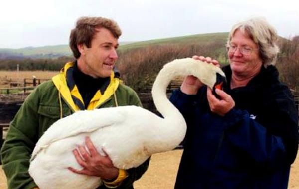 Мужчина спас лебедя, лебедь обнял мужчину