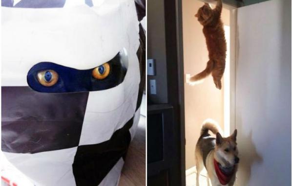 коты ниндзя, ниндзя-кошки