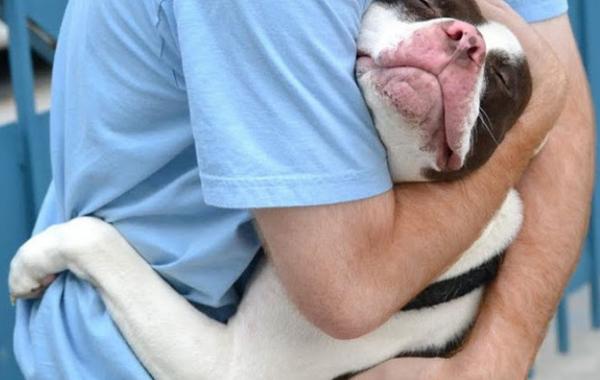 собаки обнимаются, собака обнимается с хозяином, собачьи объятия