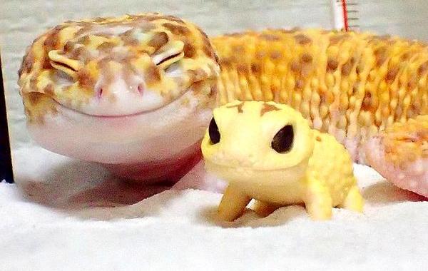 геккон улыбается, геккон улыбается рядом со своей игрушкой, геккон и игрушка