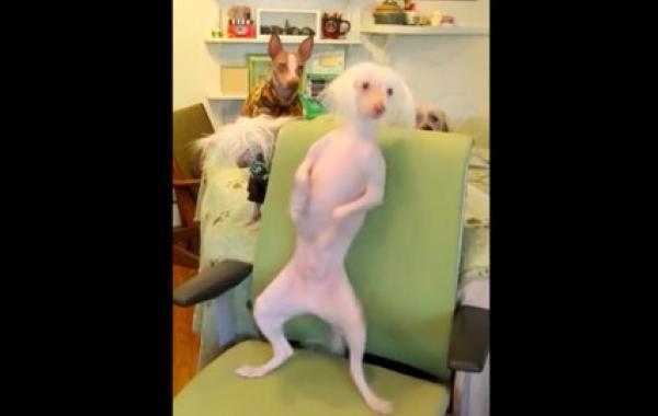 Собака танцует под madonna 4 minutes