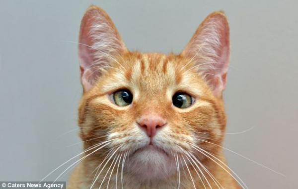 Очаровательный косоглазый кот Джарвис