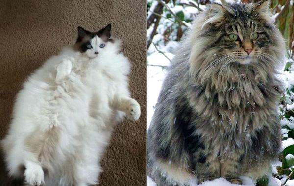 пушистые кошки, самые пушистые кошки, пушистые котята