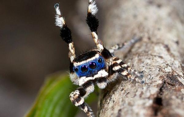 Maratus personatus, соблазнитель в маске, самый милый паук