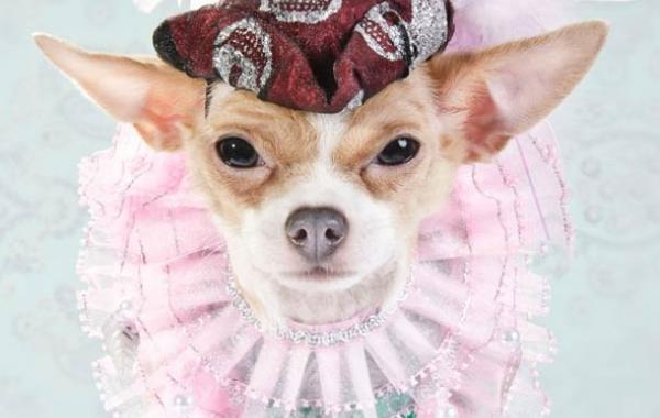 Dog Vogue - собачья мода фотограф Софи Гаманд, Sophie Gamand