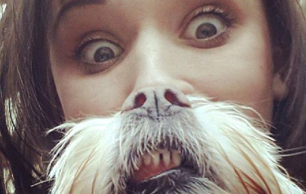 борода из собаки собачья борода собакоборода