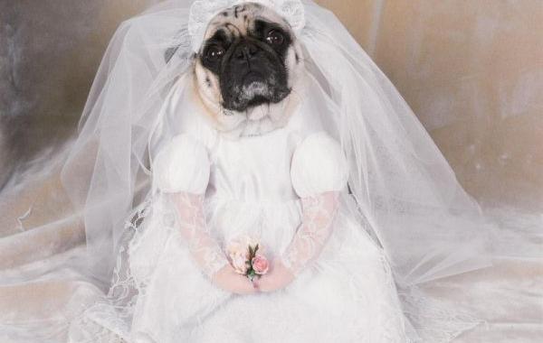 Собачки в костюмах