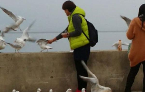 Китайская пара поймала чайку, чтобы съесть её дома