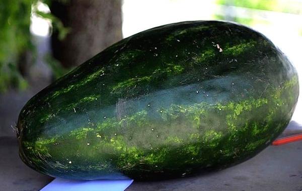 Валериано Фатика, Valeriano Fatica, дракон из арбуза