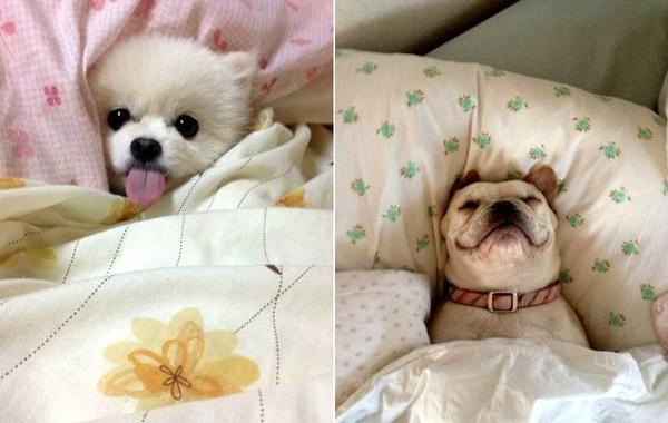 спящие собаки, собака спит на кровати, собака спит в постели