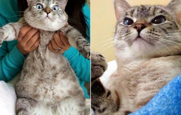 nala cat, кошка Нала, самая популярная кошка инстаграма 