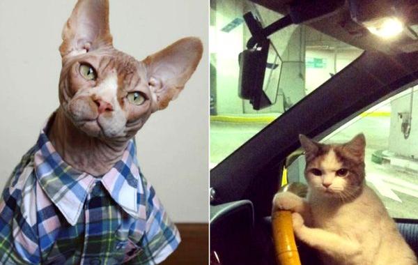 кошки которые знают как жить, кошки победители по жизни