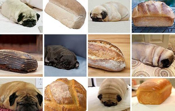собаки похожие на другие вещи, собаки похожие на еду