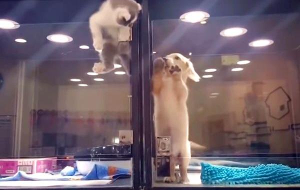 Котёнок перелез через пластиковый барьер в зоомагазине, котёнок и щенок в зоомагазине