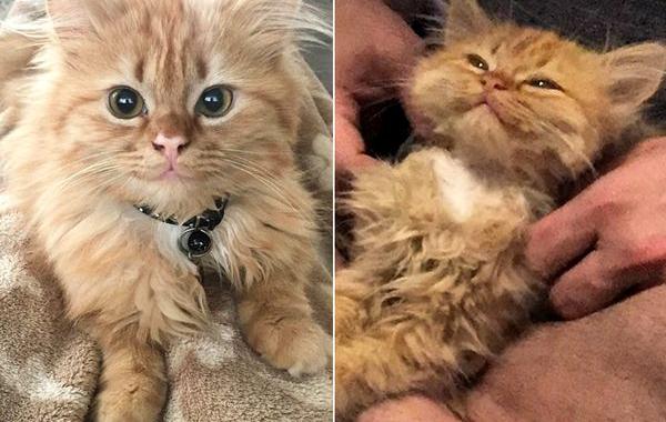 котёнок улыбается, котёнок Рей