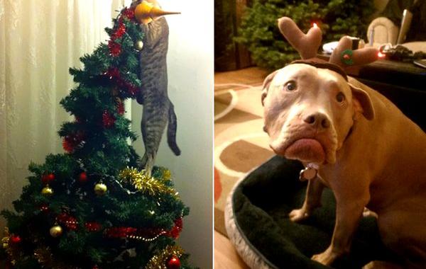 животные ненавидят Рождество, коты и собаки которые ненавидят рождество