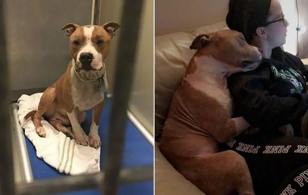 Девушка забрала из приюта питбуля, спасённый питбуль не перестаёт обниматься, питбуль Расс