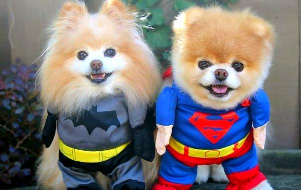 Бу и Бадди, Boo Buddy, милые собаки, померанский шпиц