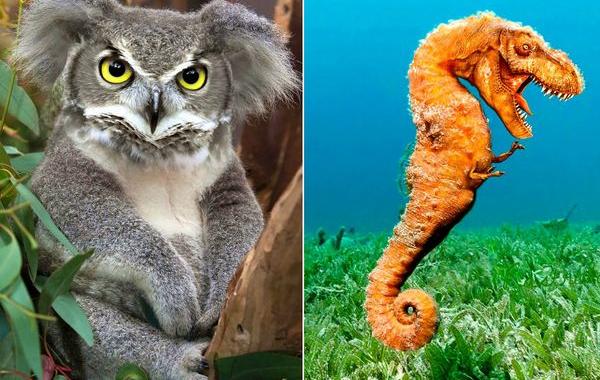 гибриды животных, смешные гибриды животных в фотошопе