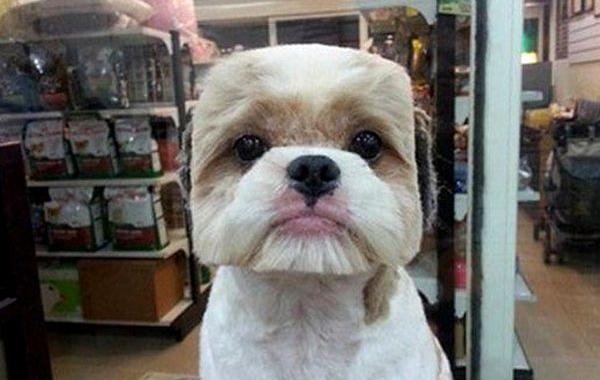 квадратные стрижки собак, круглые стрижки собак, модные стрижки собак в Тайване, квадратные и круглые стрижки собак