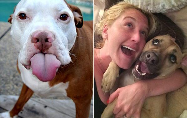 смешные питбули, очаровательные питбули
