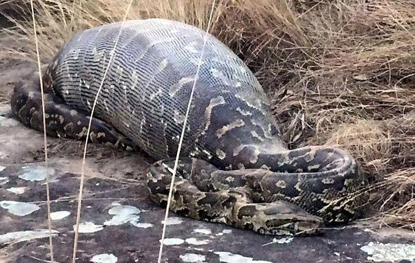 питон съел дикобраза, дикобраз внутри питона, питон проглотил дикобраза