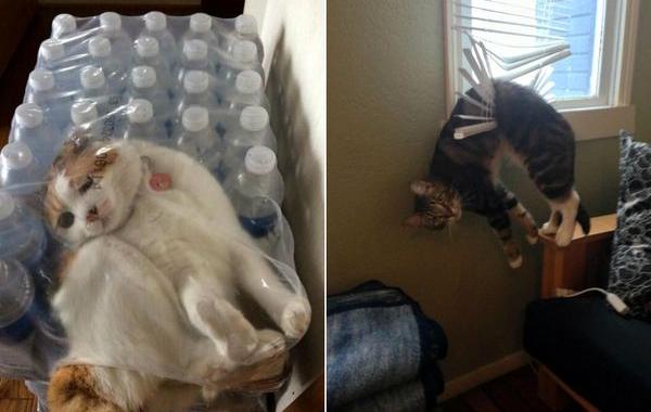 глупые кошки, смешные глупые коты, кошки в нелепых ситуациях