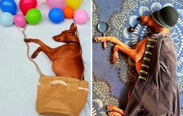 воплощает в жизнь сны своей собаки, наряжает собаку пока она спит, Сара Рейнмарк, Sara Rehnmark