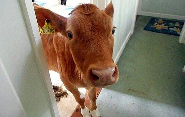 коровы в доме, женщина из душа коровы в доме, коровы зашли в дом, коровы в гости