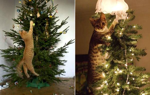 коты и новогодние ёлки, коты ненавидят новый год