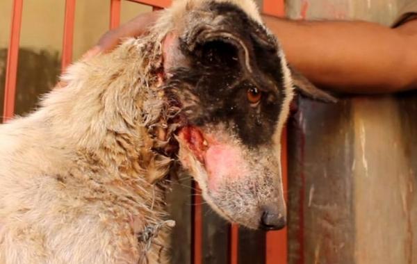 спасение собаки видео, собака проволока вокруг шеи через пасть, спасение собаки с разбитым сердцем