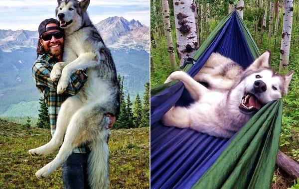 парень путешествует со своей собакой, собака Локи, wolfdog Loki