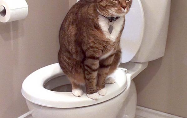 Альманах познавательных фактов обо всём на свете