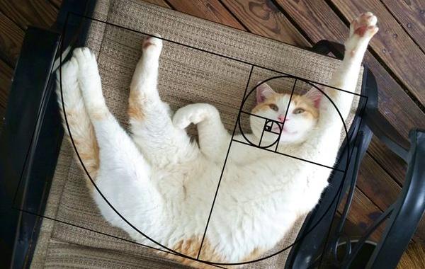 кошки идеальны с математической точки зрения, последовательность Фибоначчи коты