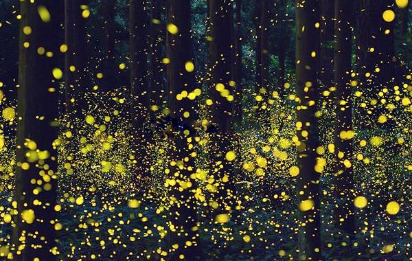 Сюрреалистические фотографии светлячков, светлячки в японских лесах