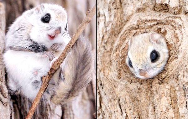 Японские белки-летяги, сибирские белки-летяги