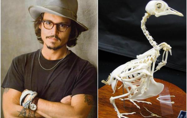 странные коллекции знаменитостей, коллекционеры знаменитости