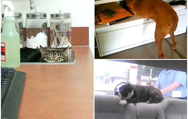 животные у ветеринара, кошка собака боится ветеринара, спрятался у ветеринара