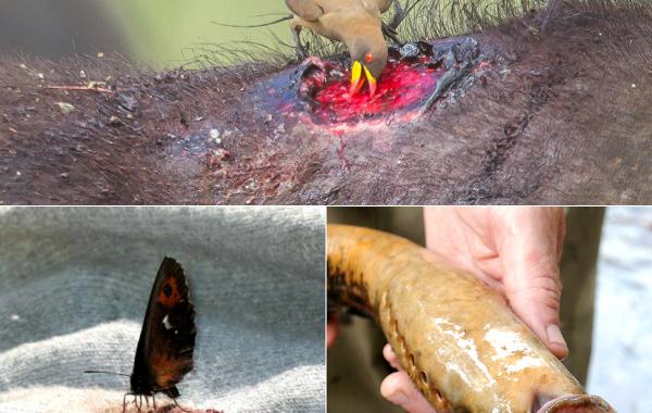 животные вампиры, страшные насекомые