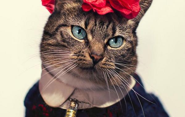 Jason McGroarty, cat Hummus, Leukemic Cat, Кошка Хумус, кошка с лейкемией