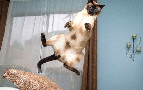 коты в прыжке, летающие коты