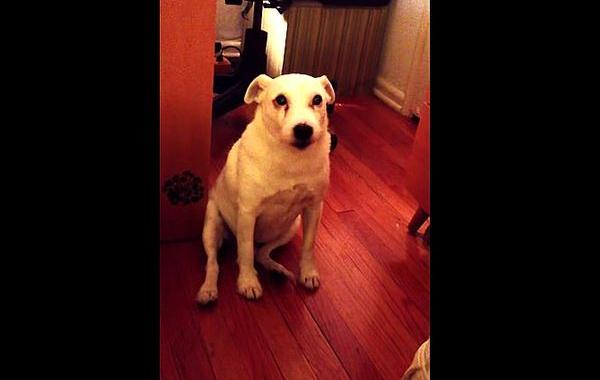 пес ушел от неловкой ситуации, пес Маца, Matzo, пес пятится задом