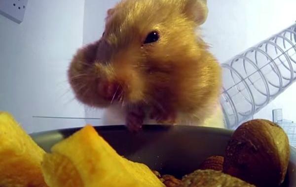 Внутри щек хомяка, щечные мешки хомяка, рентгеновские снимки щек хомяка, куда на самом деле хомяки прячут еду