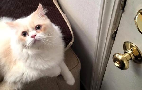 кот не хочет чтобы хозяин уходил на работу, кот не хочет прощаться, печальный кот уходить на работу