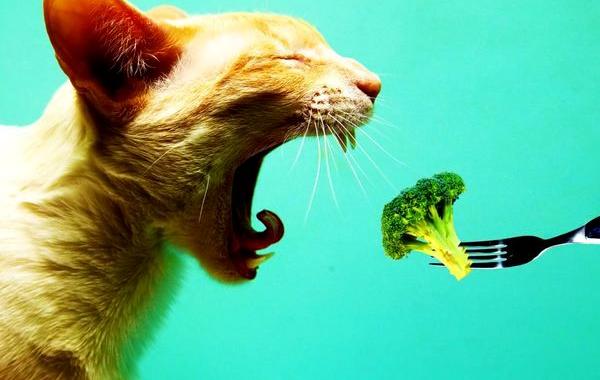 еда от рака, как защитить себя от рака