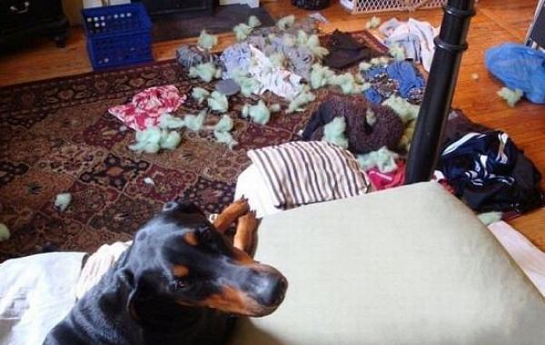 Шкодные , непослушные , гадости животных