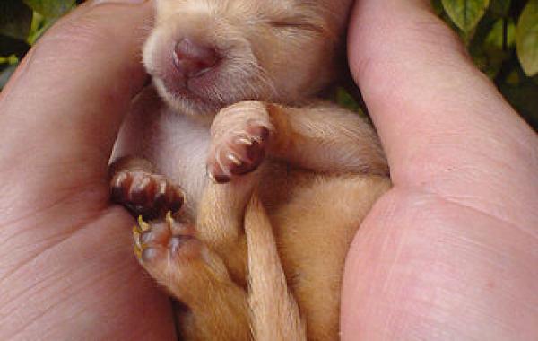 Такие милые детёныши животных